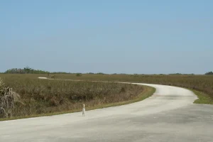 A concrete paved road winds through a sawgrass prairie. A white cattle egret stands on road