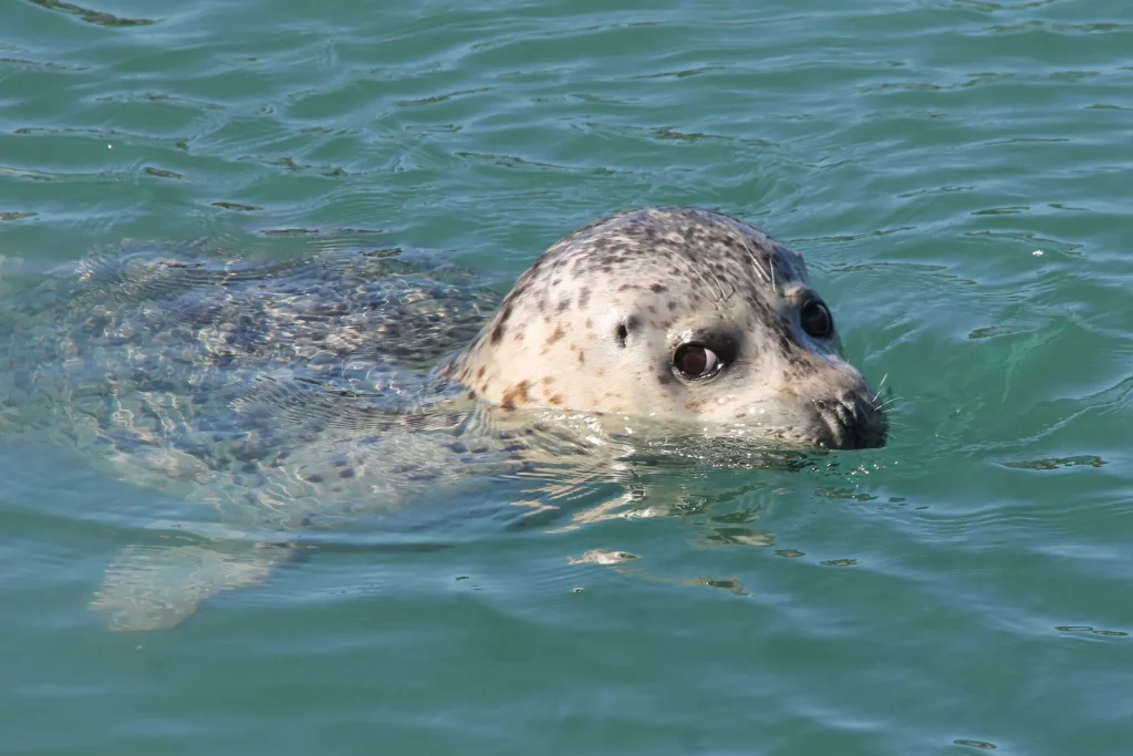 Harbor Seal – Johns Hopkins Inlet