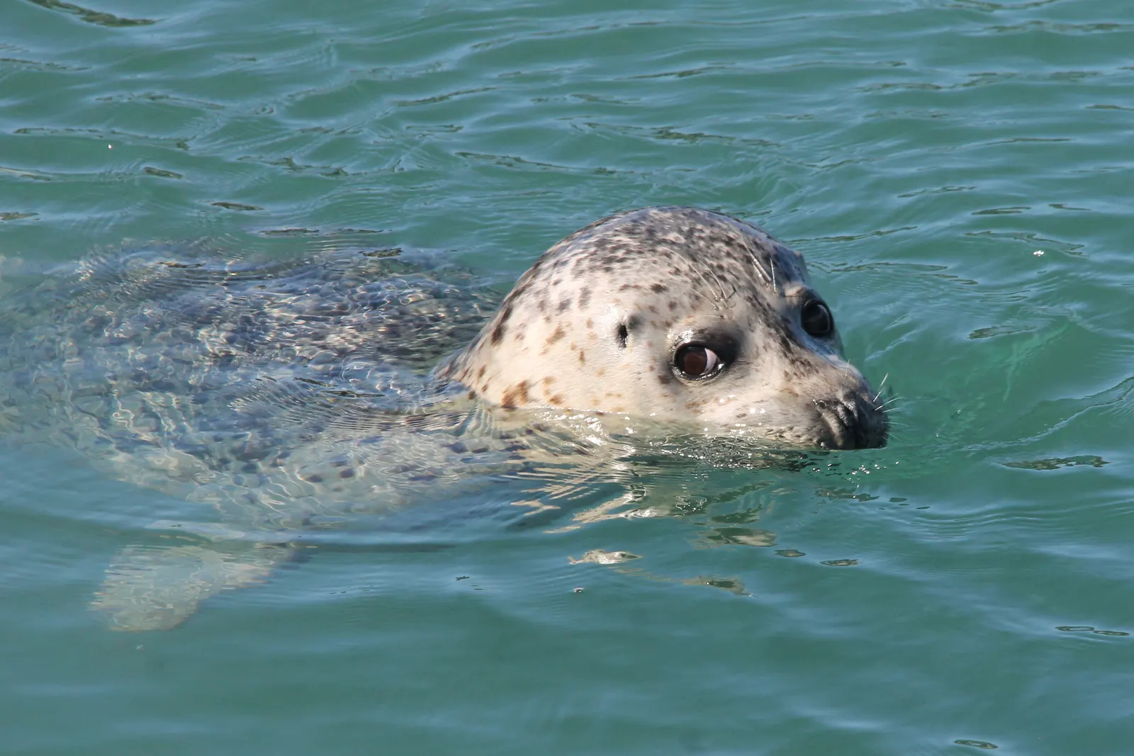 Harbor Seal – Johns Hopkins Inlet