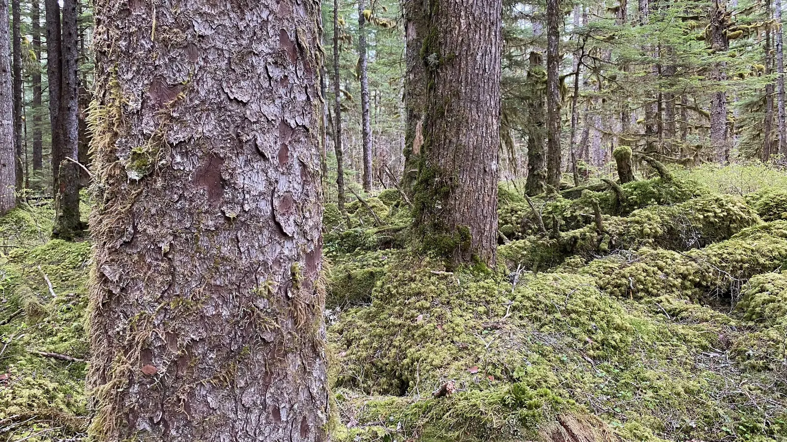 Hemlock vs Spruce in Glacier Bay