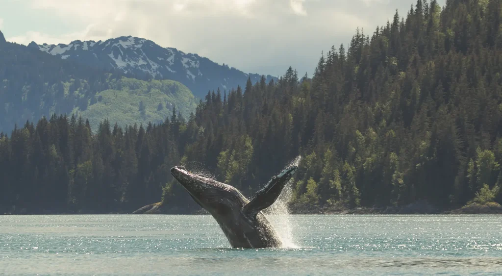 Humpback Whale – Glacier Bay