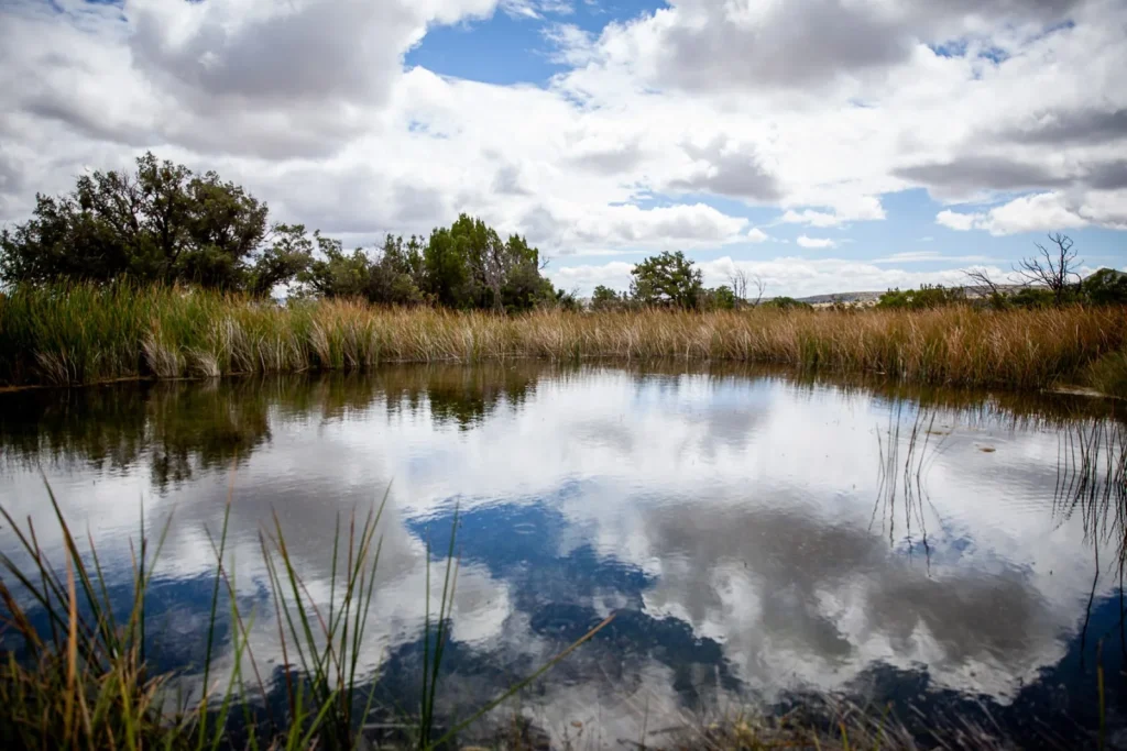 Manzanita Spring