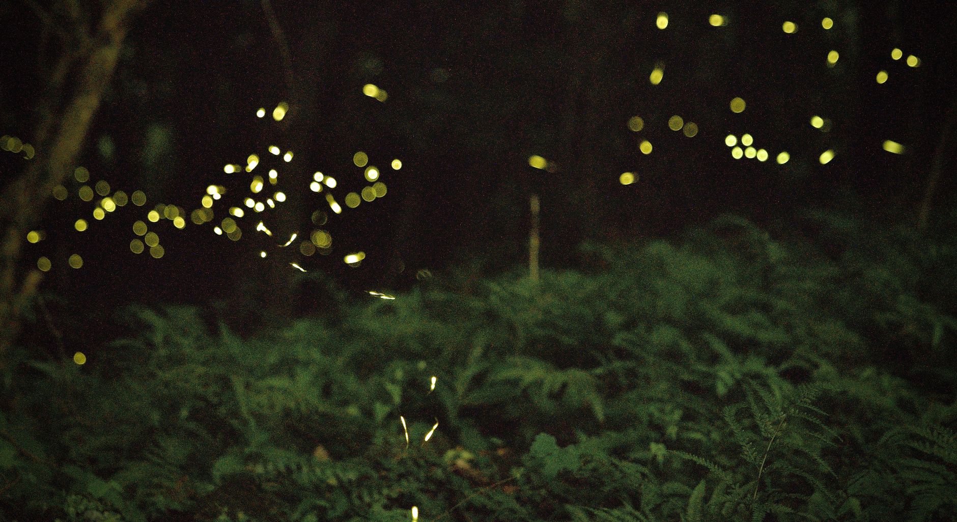 Mesmerizing fireflies illuminating a lush forest scene at night, capturing nature's magic.