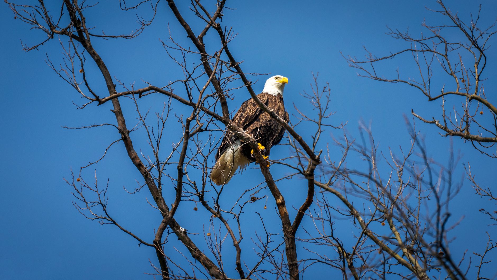 Majestic bald eagle perched in a leafless tree set against a clear blue sky, showcasing its emblematic profile and natural habitat.