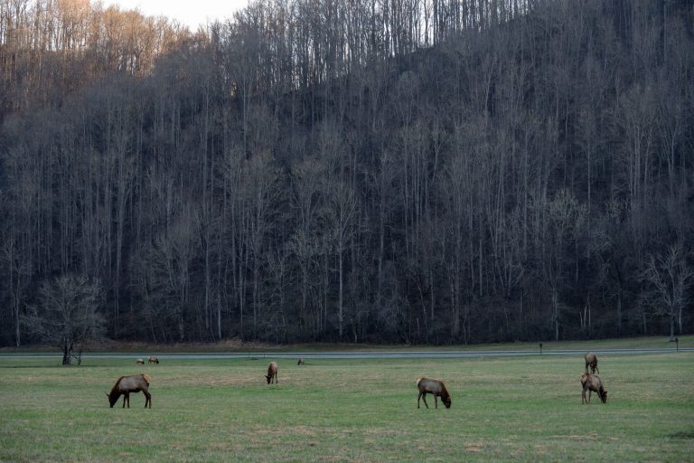 A herd of elk grazing peacefully in a green meadow surrounded by the Smoky Mountains forest.