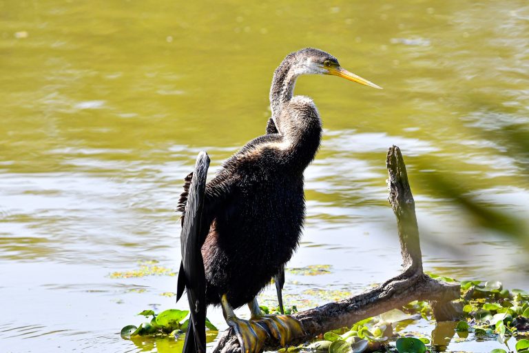 5-Day Everglades National Park Itinerary