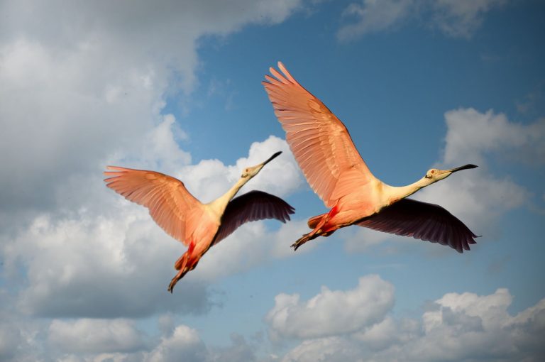 Everglades National Park for Bird Watchers: A 2-Day Itinerary
