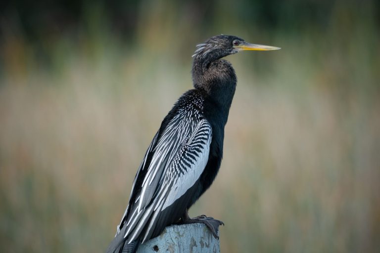Everglades with Young Kids: A 2-Day Family Itinerary