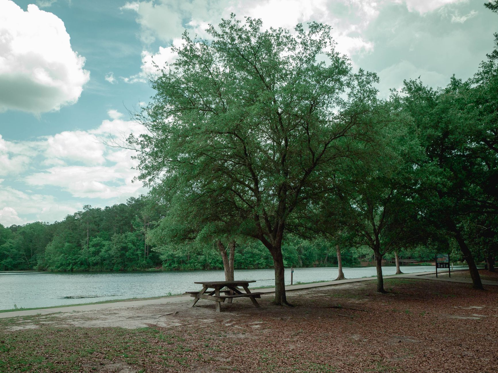 Serene spring scene with a solitary picnic table under a tree by a lake in Columbia, SC.
