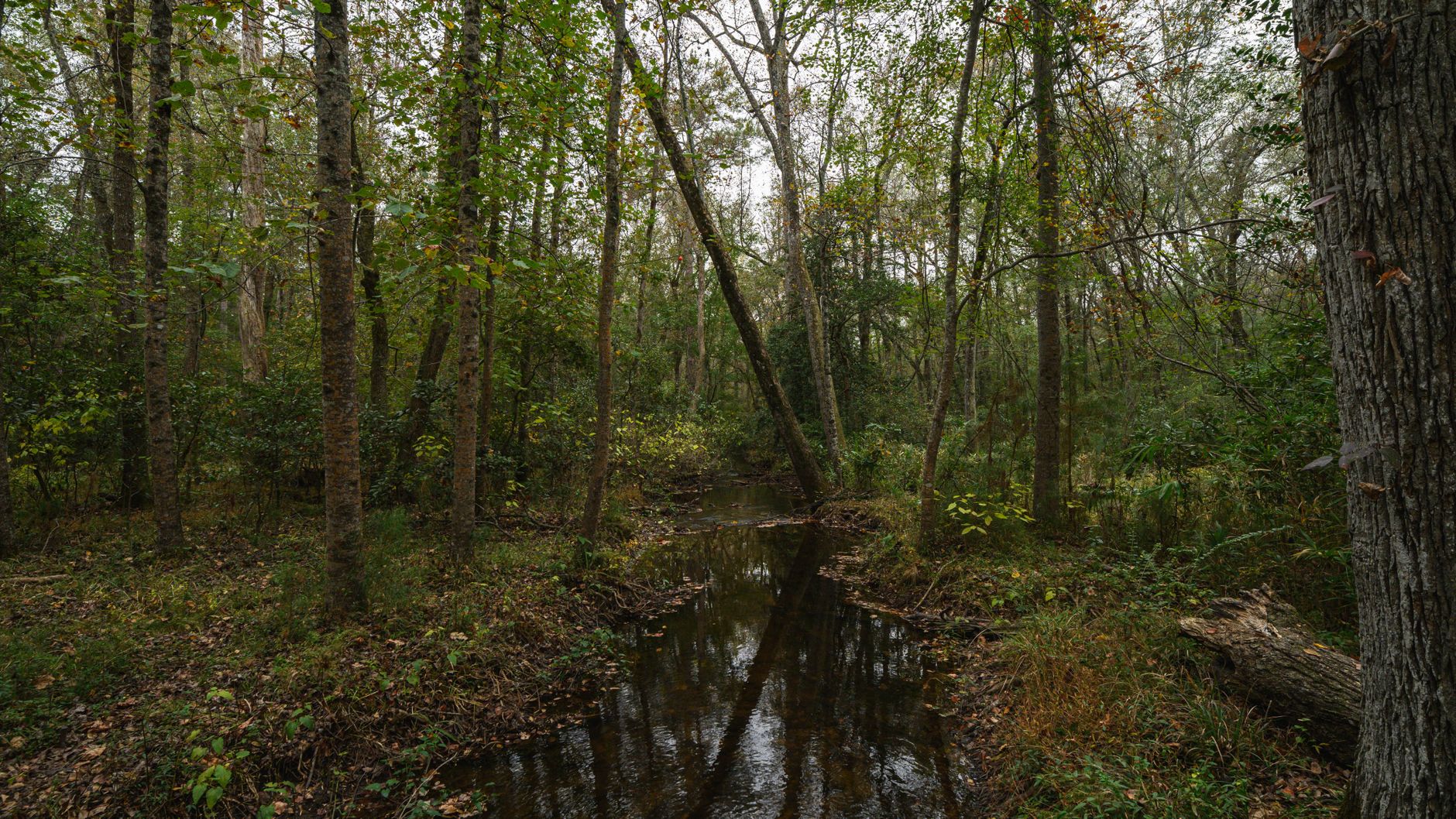Explore the tranquility of an autumn forest stream surrounded by lush greenery in Columbia, South Carolina.