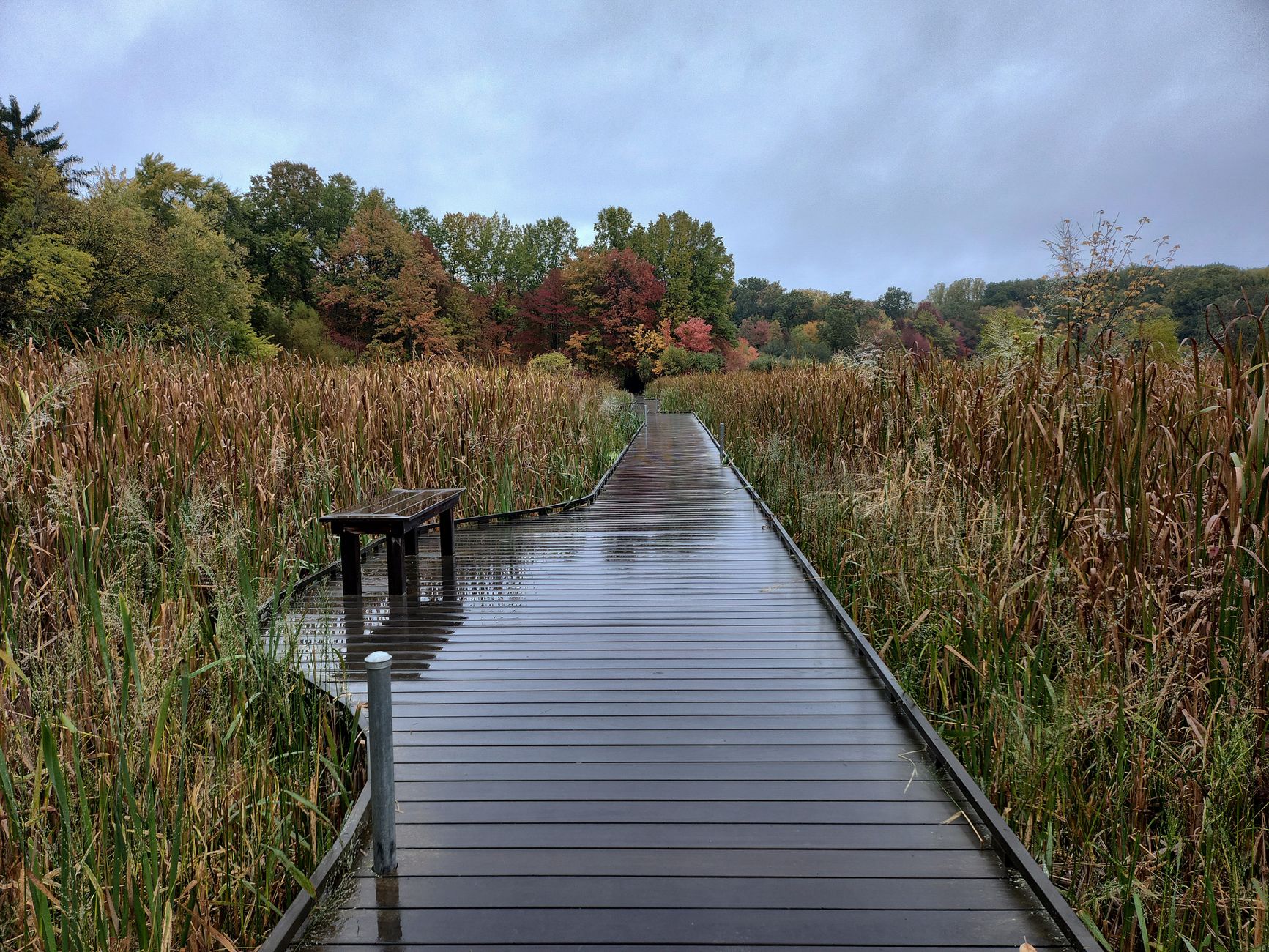 A peaceful boardwalk through a wetland with vibrant autumn foliage, offering a tranquil outdoor escape.