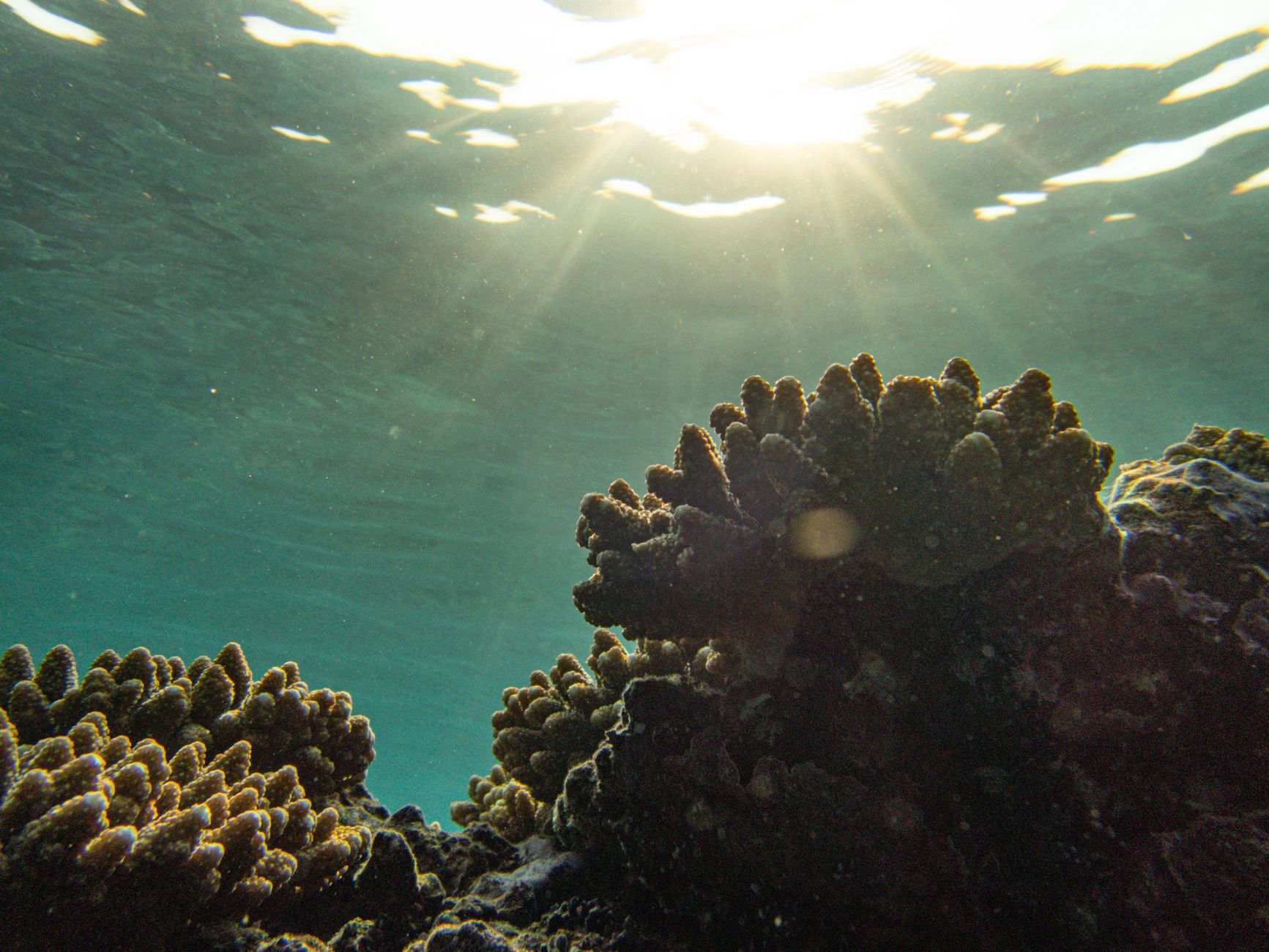 A captivating underwater view of sunlit coral reefs showcasing marine life.