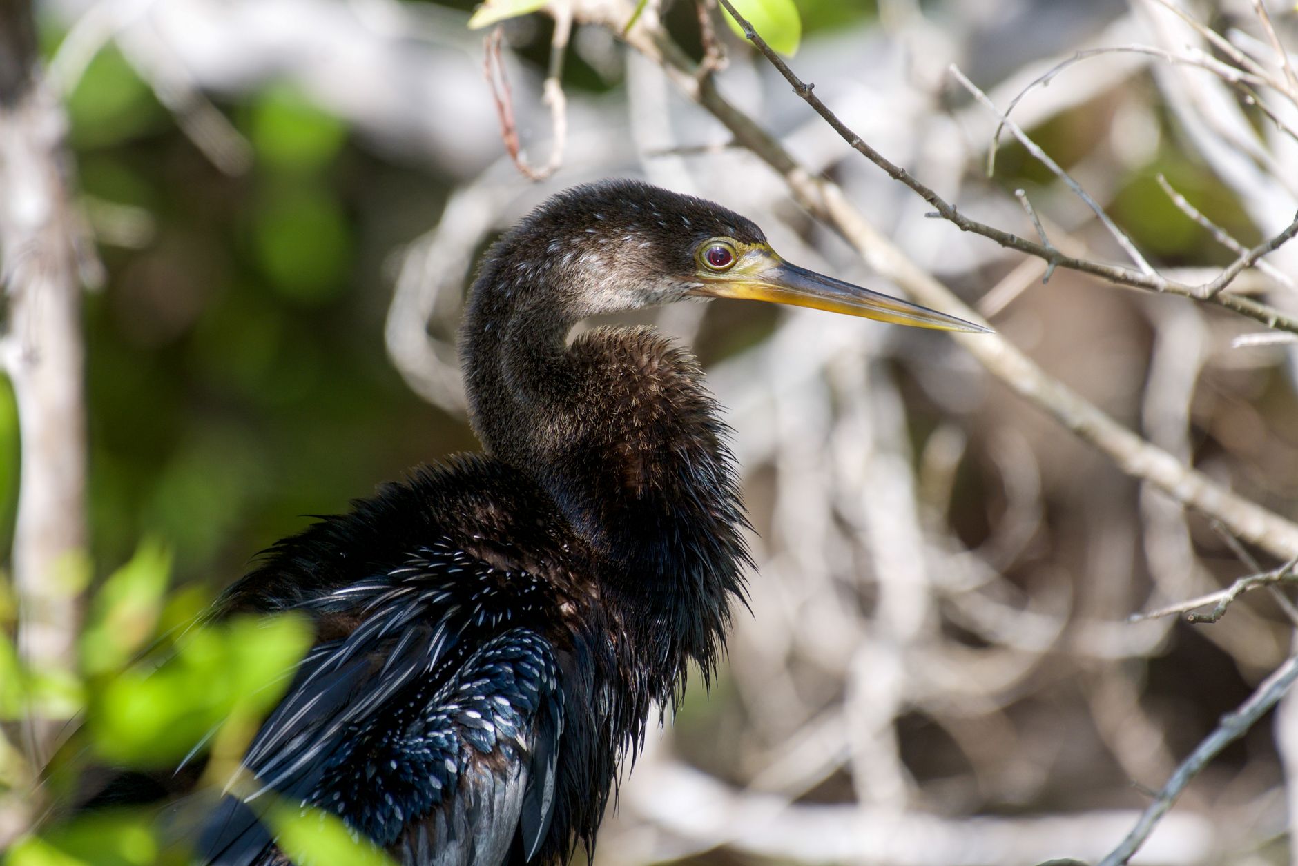 Striking close-up of an Anhinga bird amidst Florida's natural habitat, highlighting its detailed plumage.