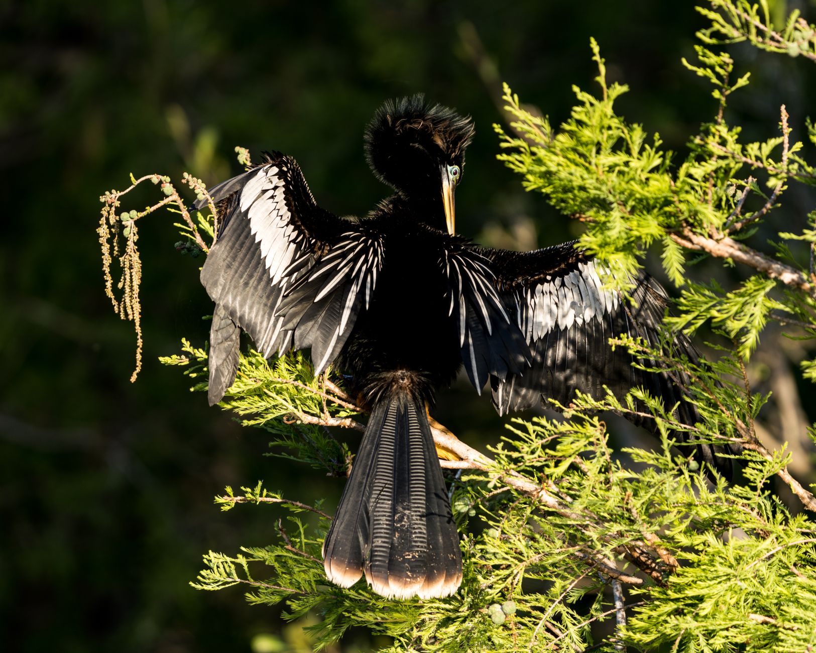 An Anhinga bird spreads its wings while perched on a lush tree branch in the sunlight, showcasing its distinctive plumage.