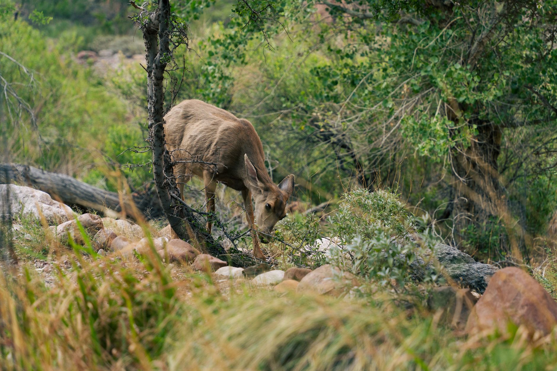 A tranquil scene of a deer grazing amidst the greenery in the Arizona wilderness.