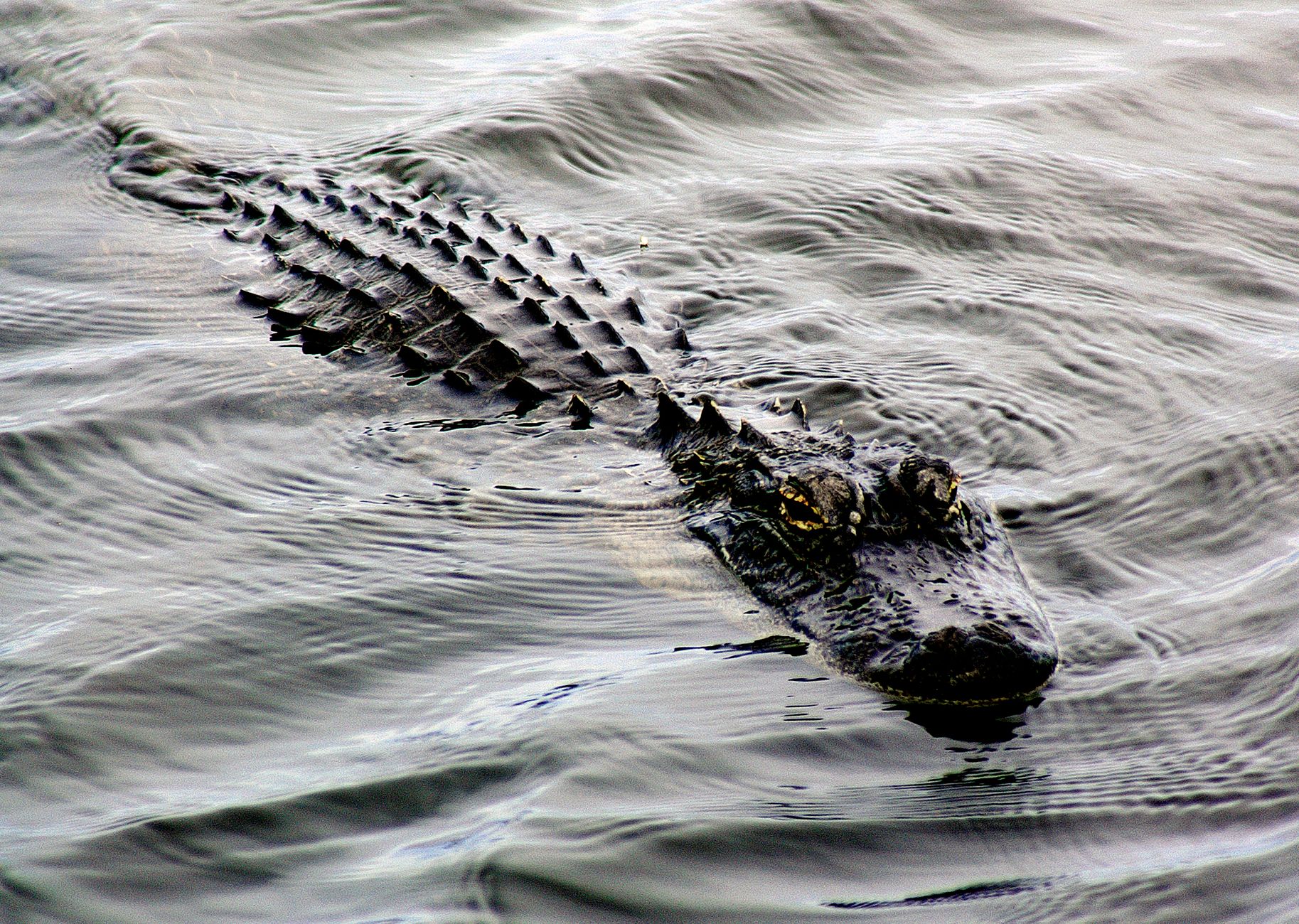 Majestic American alligator gliding through water, showcasing its textured skin.