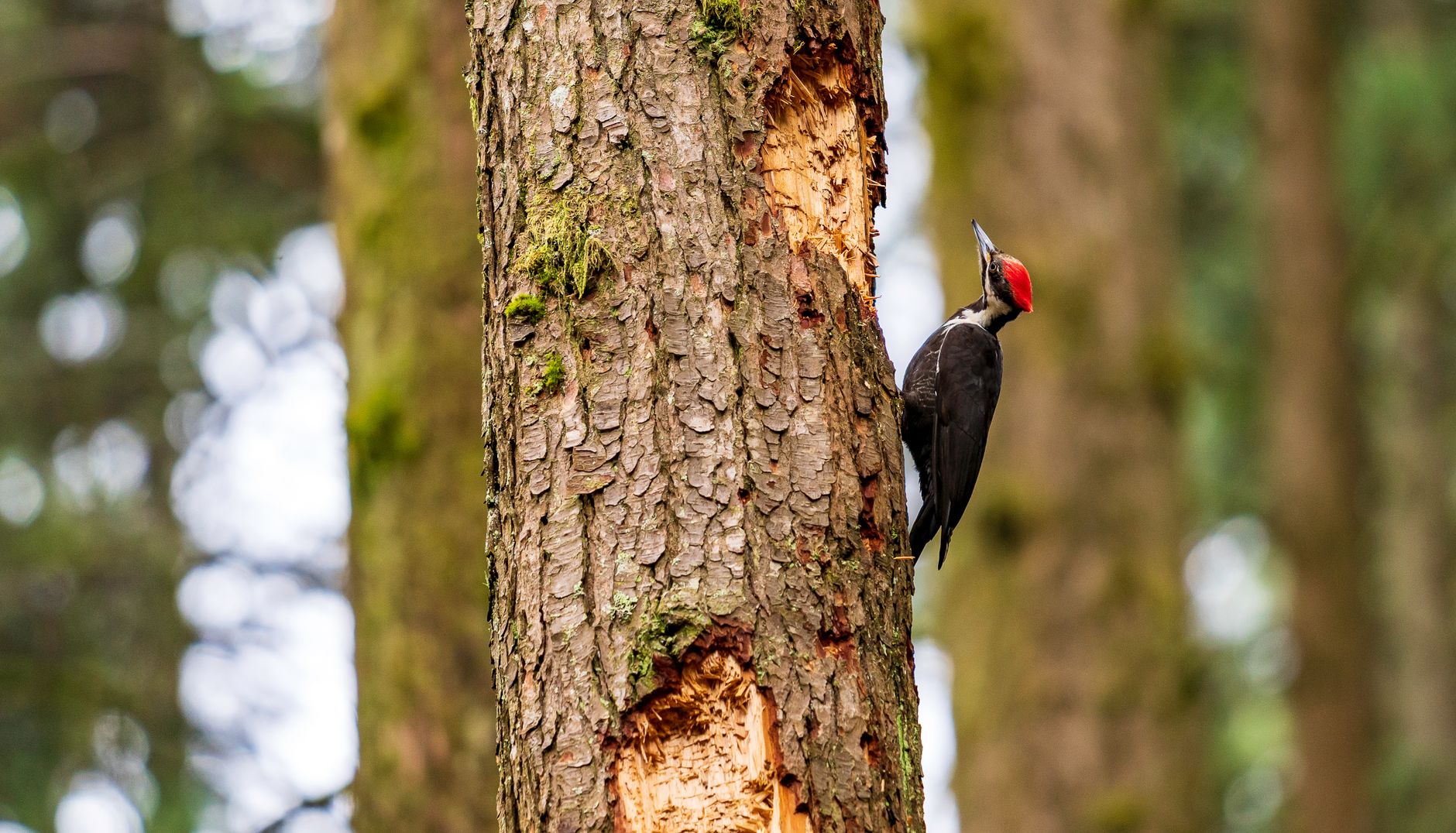 Vibrant pileated woodpecker pecking a tree trunk in a natural outdoor setting.