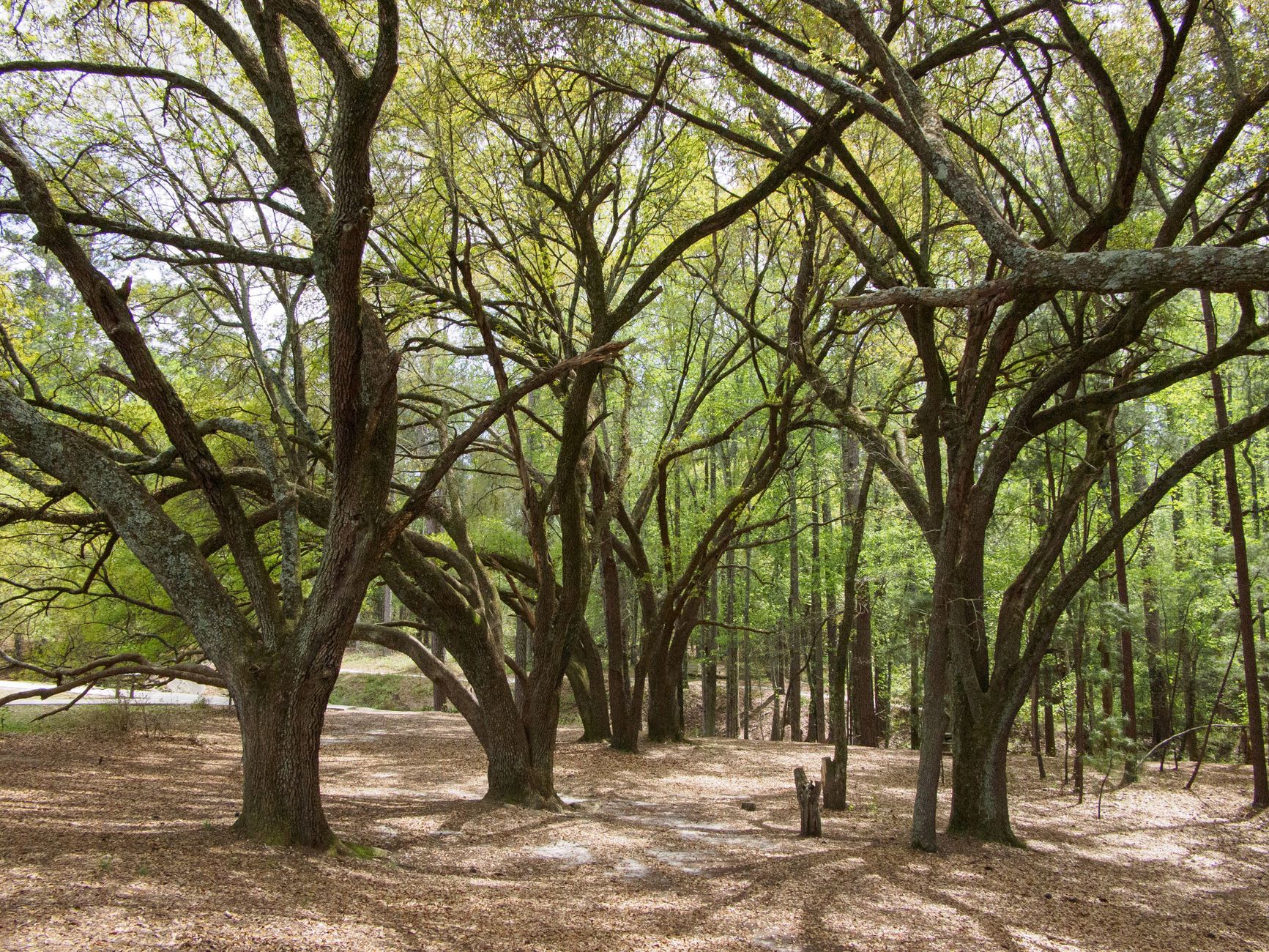 Peaceful oak tree grove with lush spring foliage in Sesqui State Park, South Carolina.