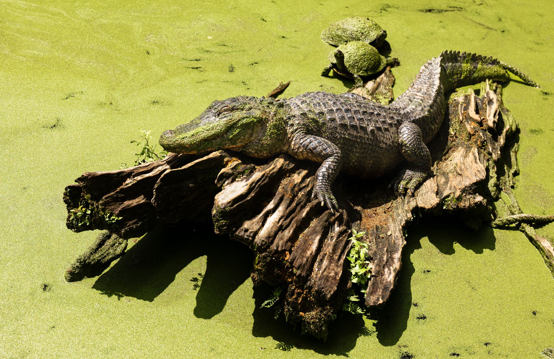 Alligator basking on a sunlit log surrounded by vibrant green algae in a swamp.