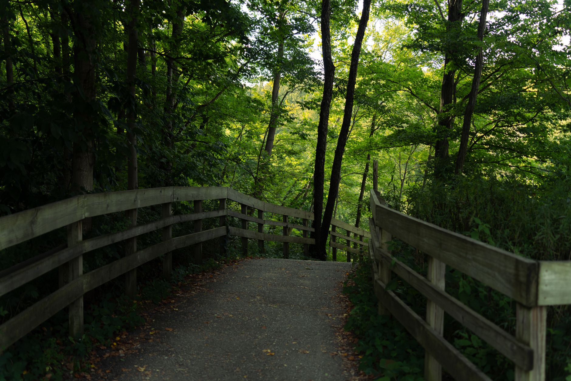 Explore a tranquil forest pathway in Ohio's lush landscape, perfect for hiking and nature photography.