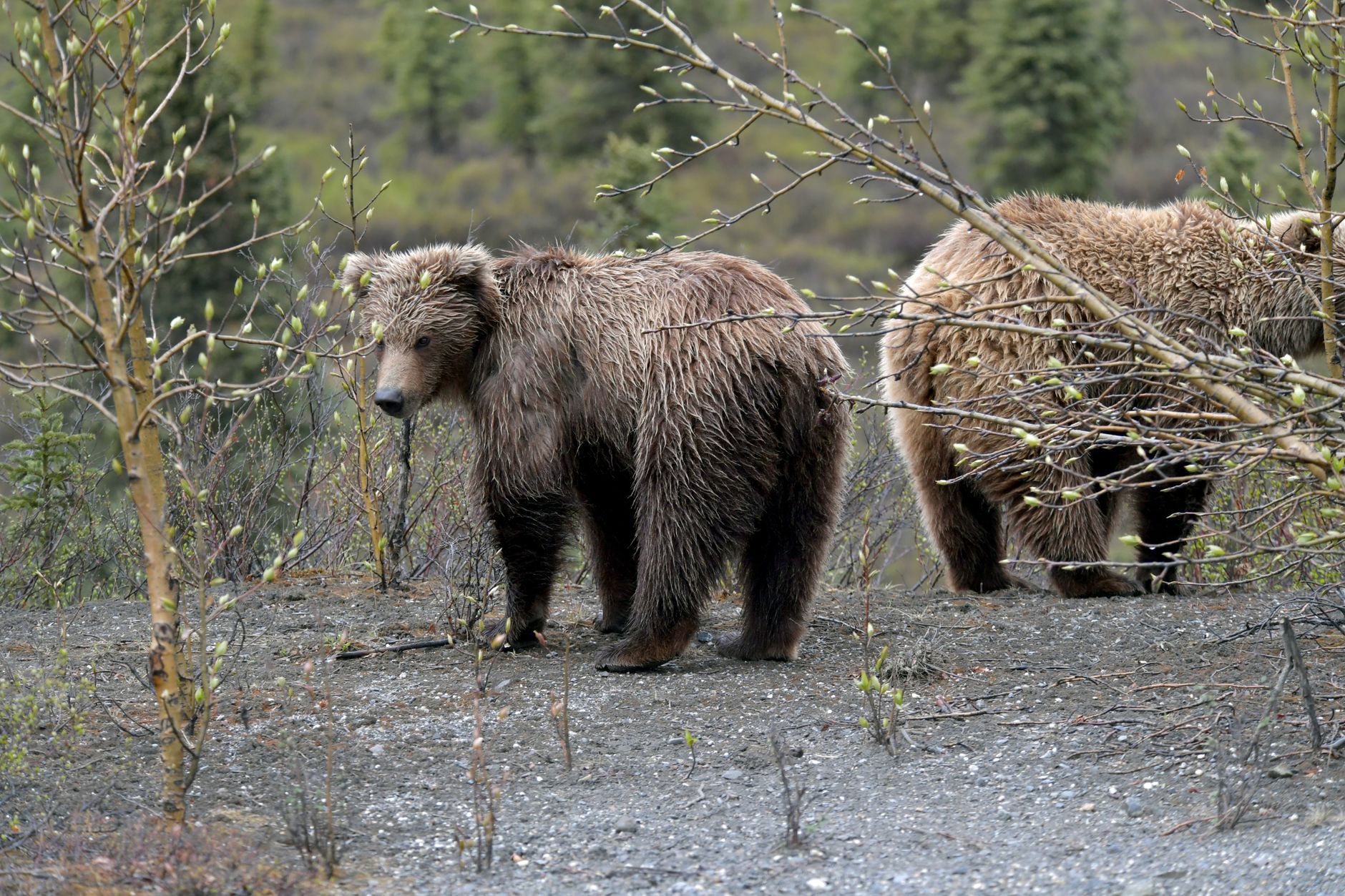 Two grizzly bears roam the Alaskan wilderness, showcasing their natural habitat and behavior.