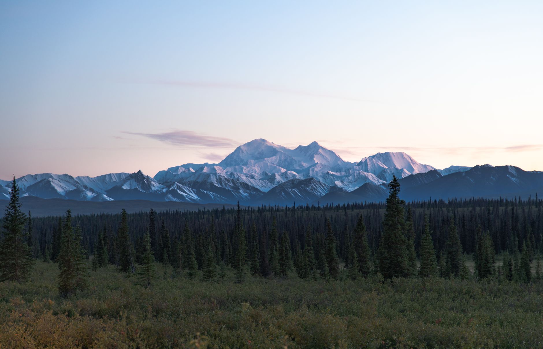 Stunning view of Denali with snow-capped peaks and lush green coniferous forest in Alaska's summer.