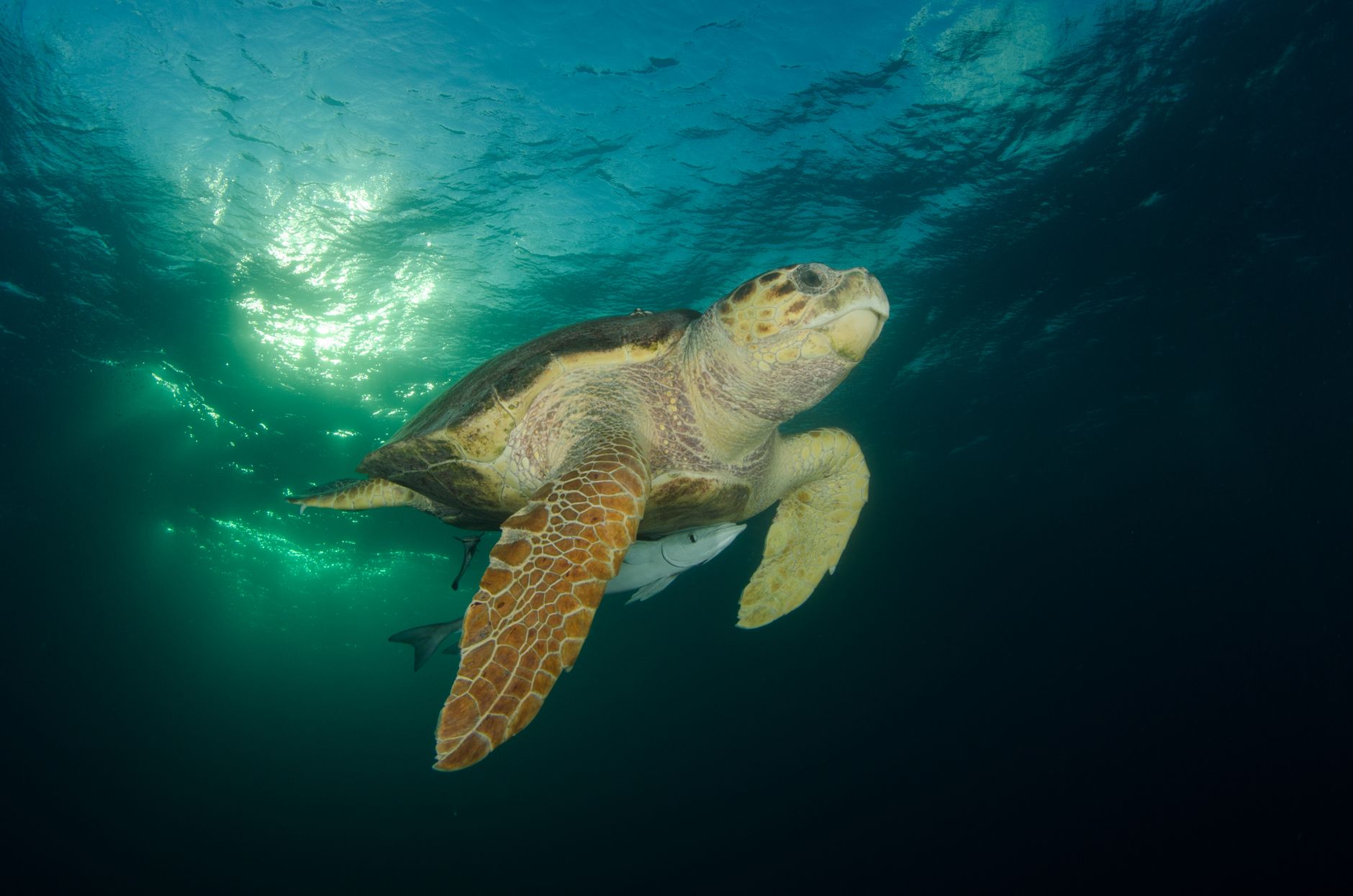 Captivating close-up of a loggerhead sea turtle swimming gracefully underwater in Exuma.