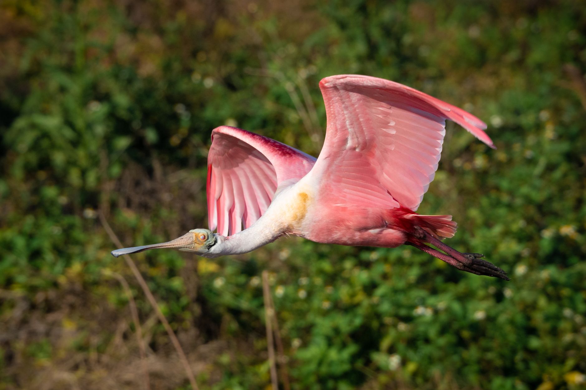 Stunning close-up of a roseate spoonbill flying over lush Florida wetlands.