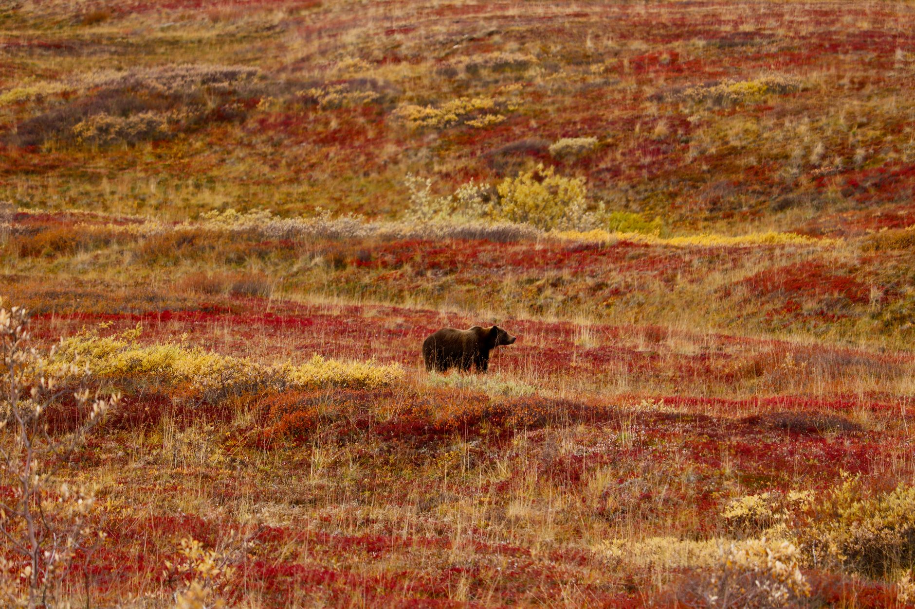 A lone grizzly bear roams the colorful autumn fields of Alaska, showcasing the wilderness.