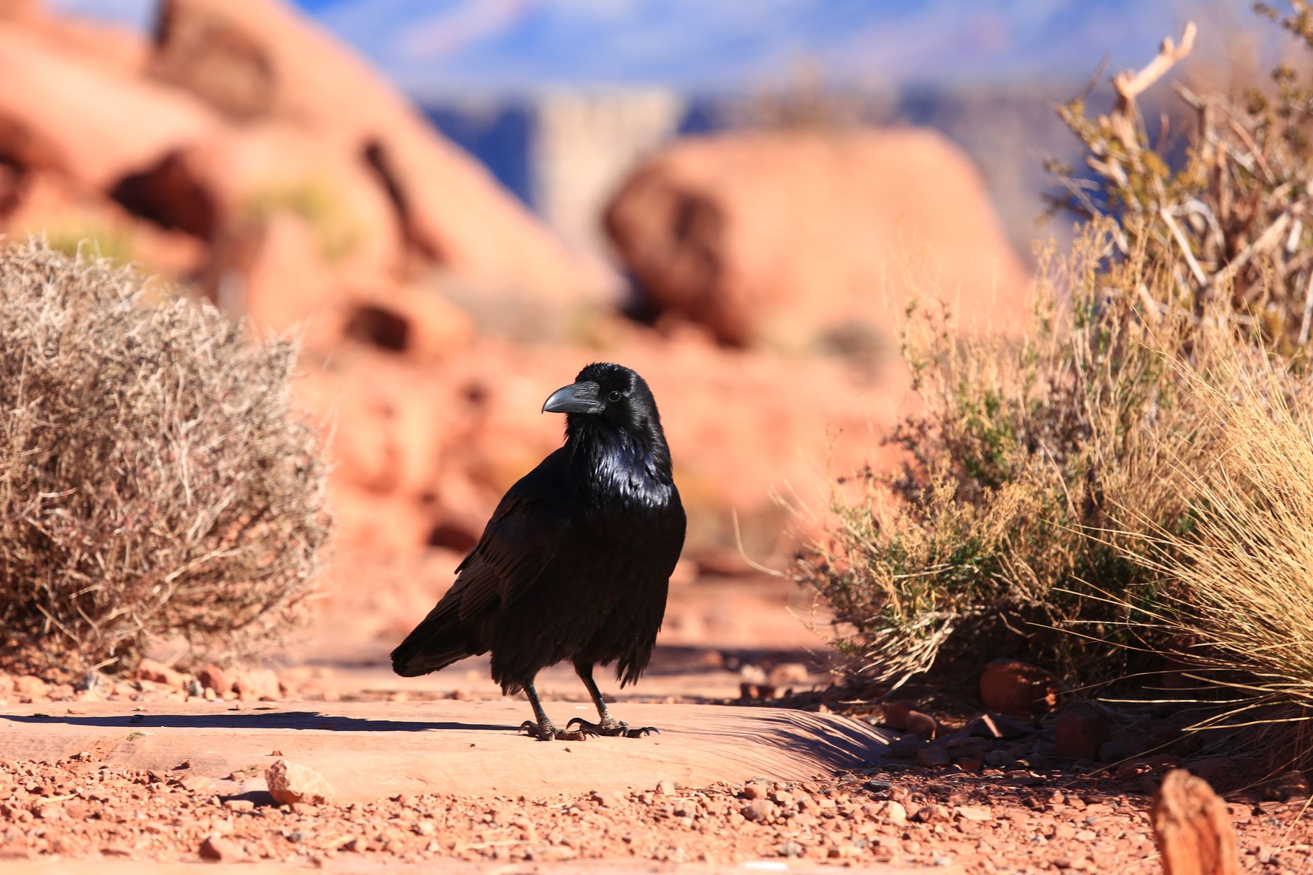 A black raven stands on rocky desert terrain in the Grand Canyon, Arizona.