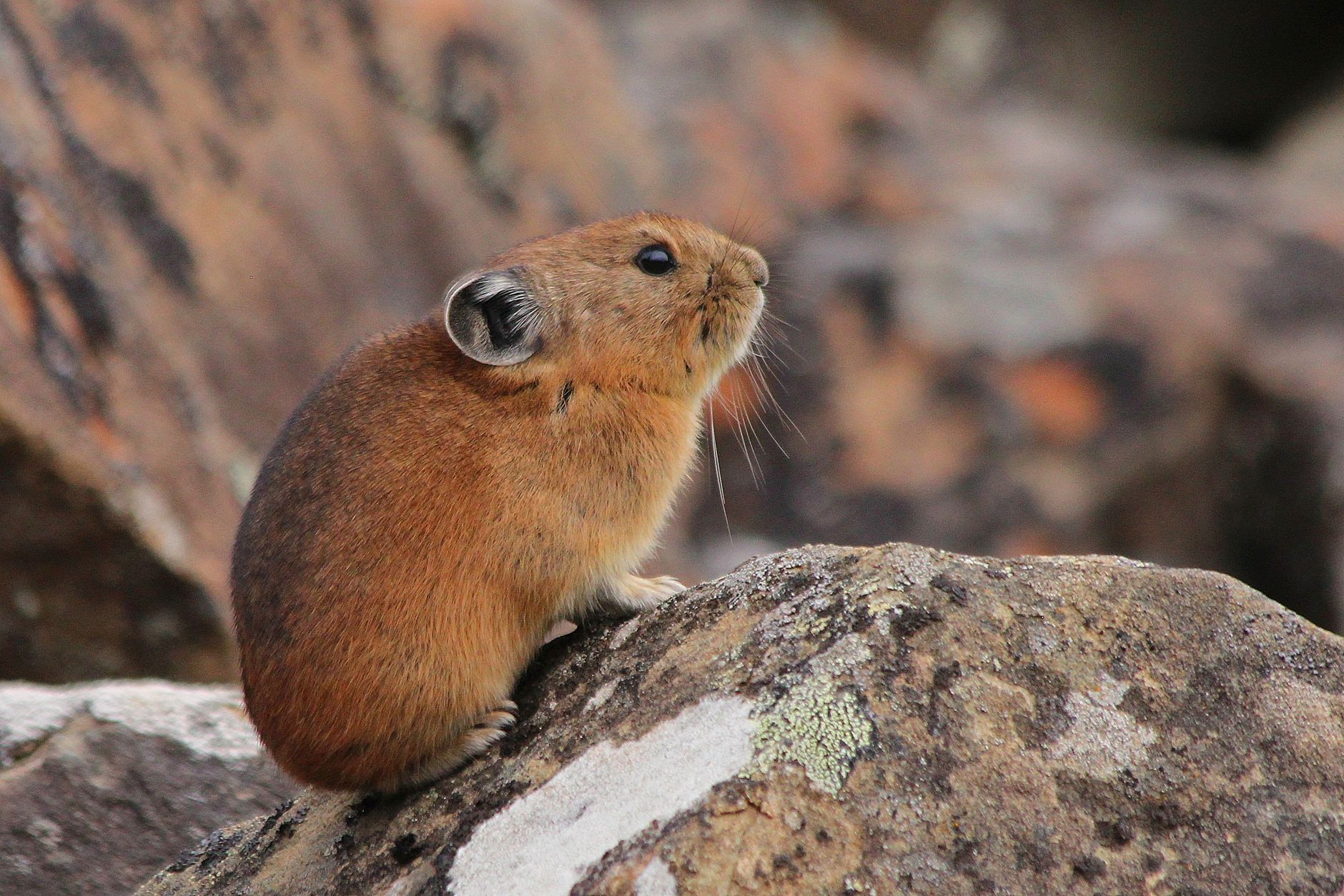 Detailed view of a pika perched on rocks in its natural habitat, showcasing wildlife.