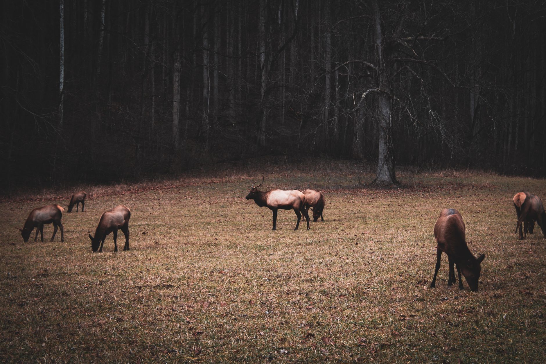 A group of elk grazing peacefully in a forest clearing during fall.