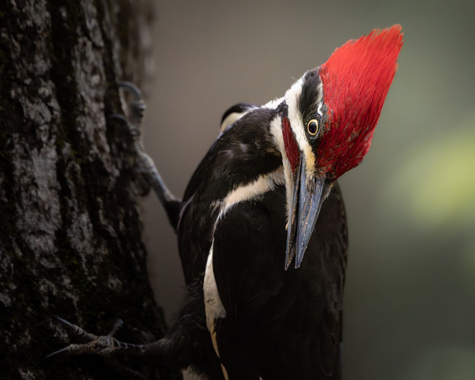 Detailed image of a Pileated Woodpecker with vibrant red crest perched on a tree trunk.