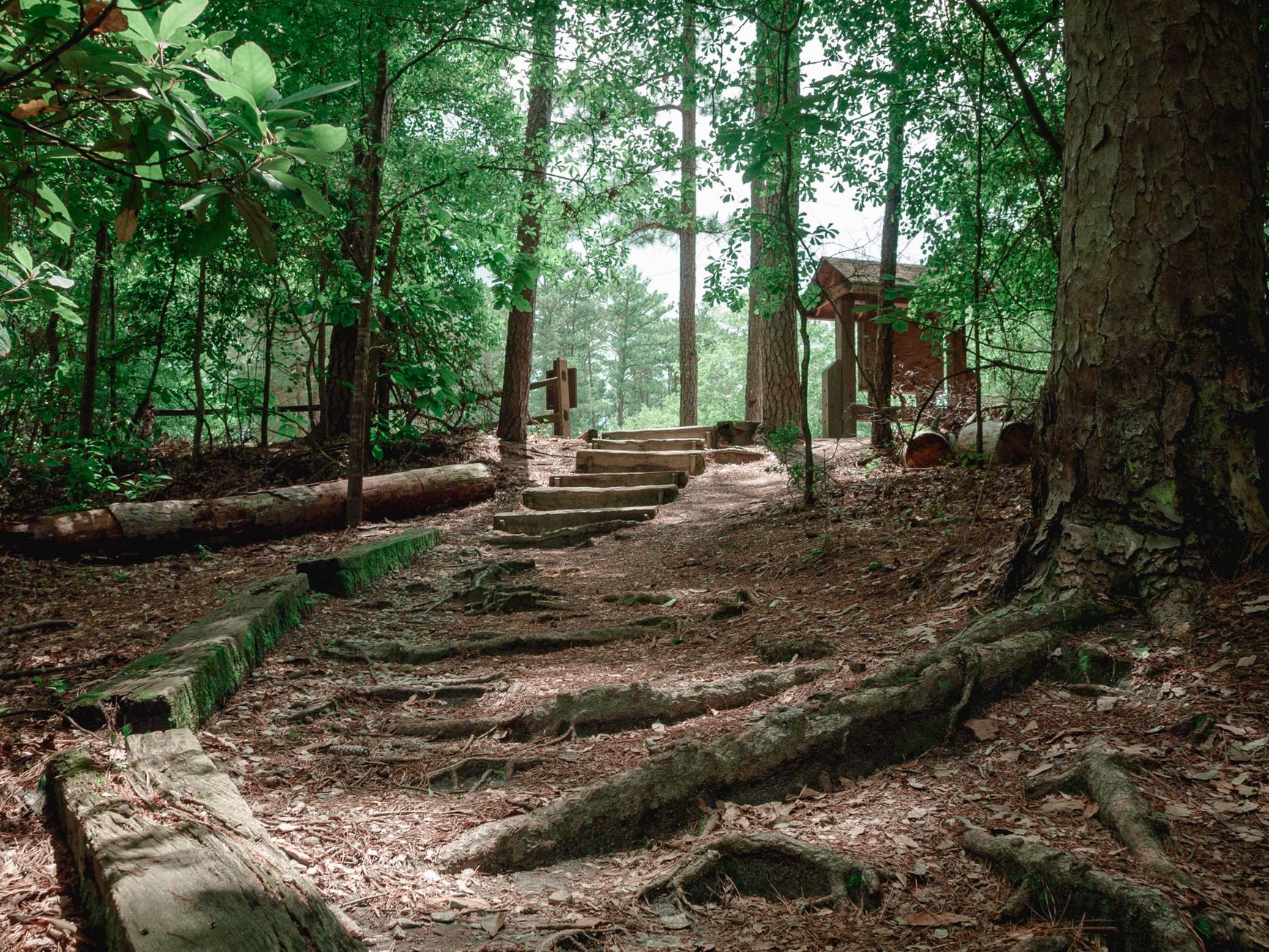 Explore a tranquil forest pathway with rustic steps leading through lush greenery in Columbia, South Carolina.
