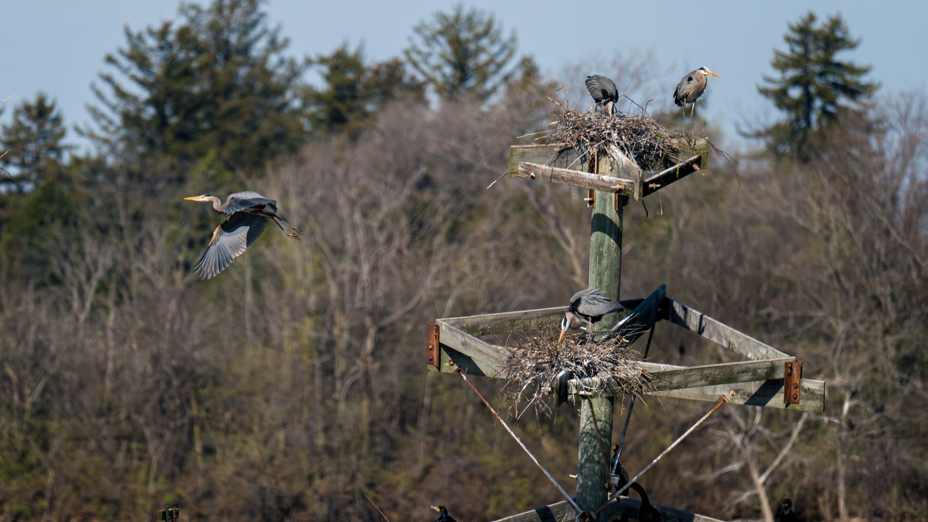 Great Blue Herons nesting on a wooden platform in a natural forest setting during the day.