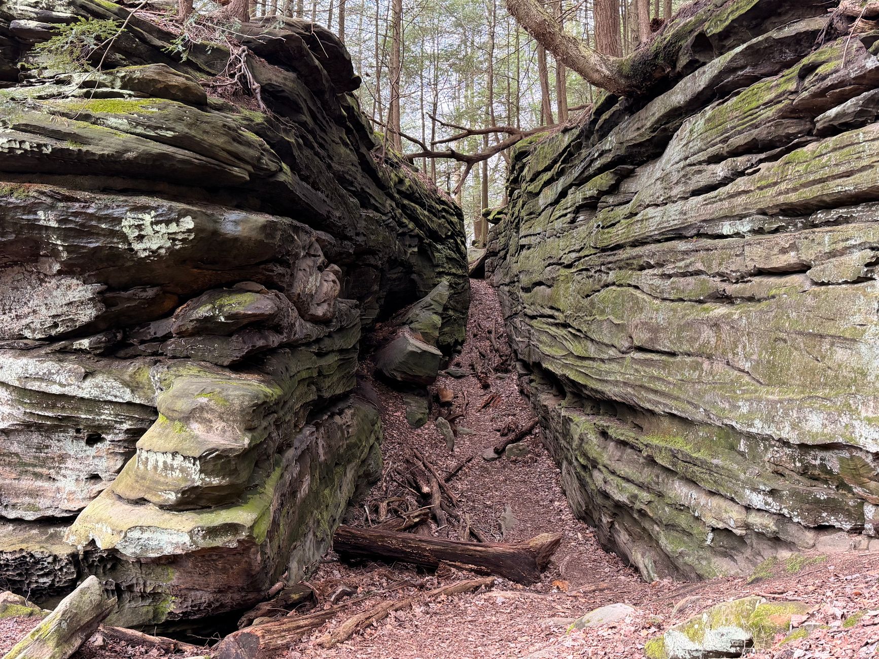 Explore a serene forest gorge with stunning moss-covered rock formations, perfect for nature enthusiasts.
