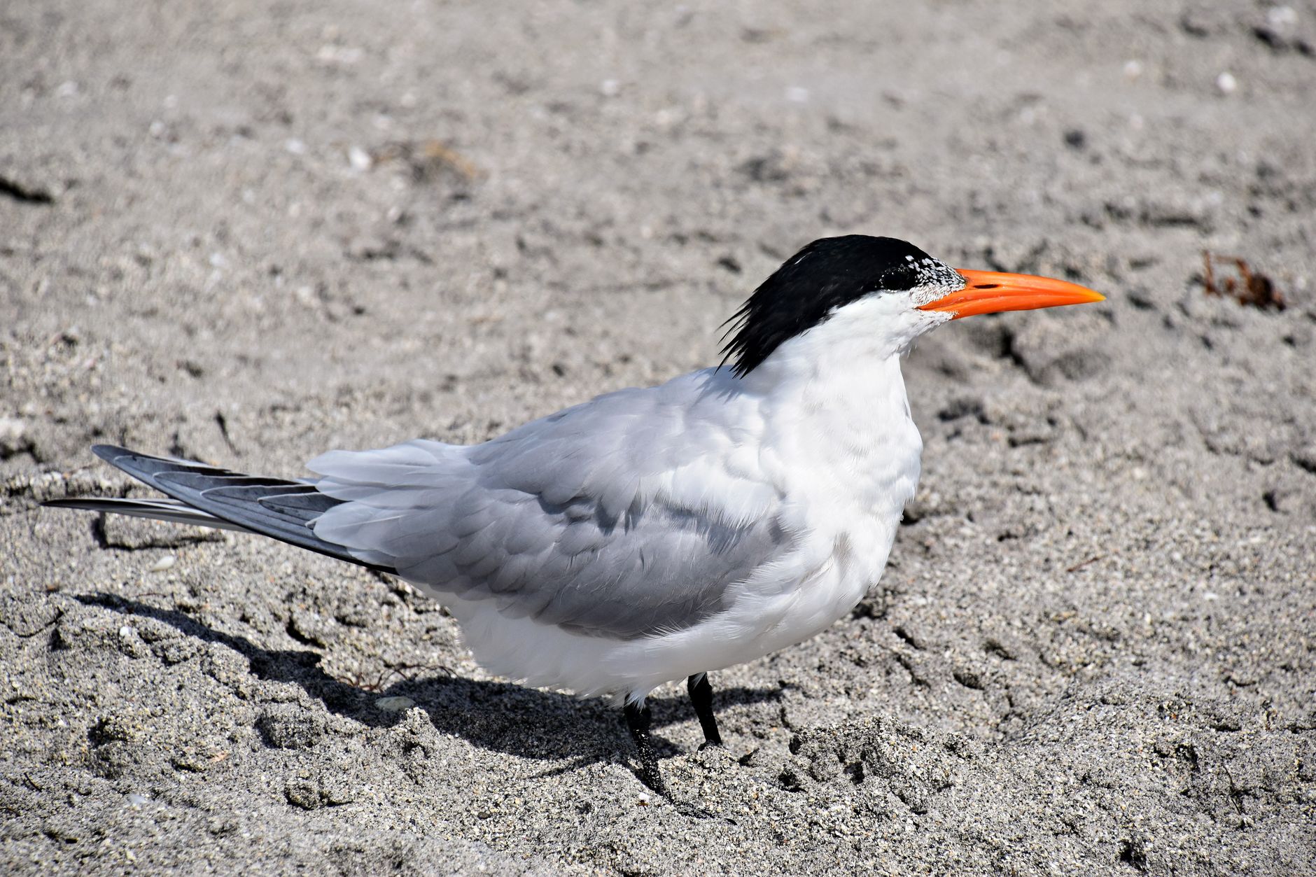 A close-up of a Royal Tern with an orange beak standing on a sandy beach in Venice, Florida.