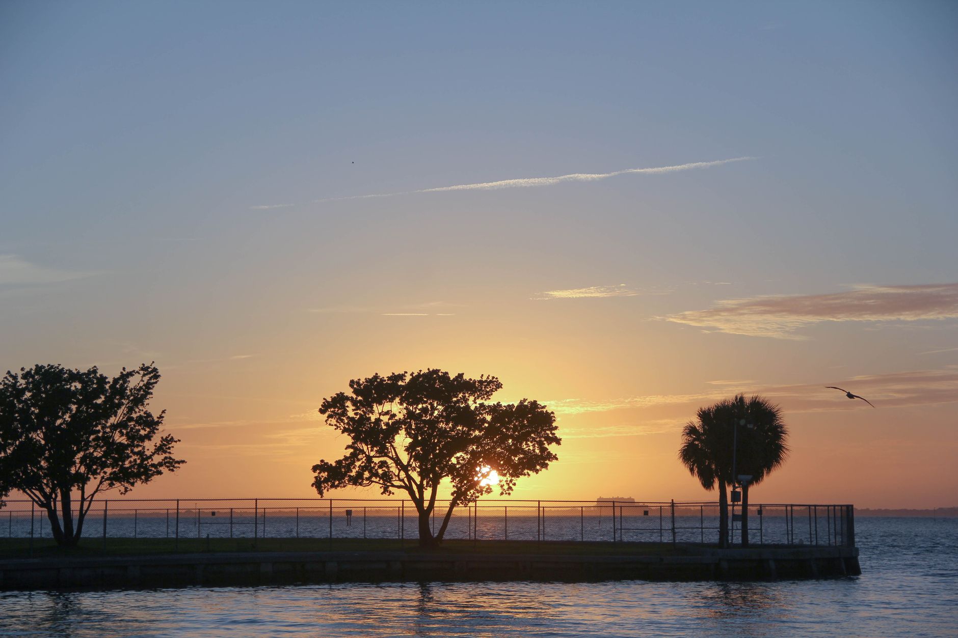 A beautiful sunset over Miami's waterfront with tree silhouettes in the foreground.