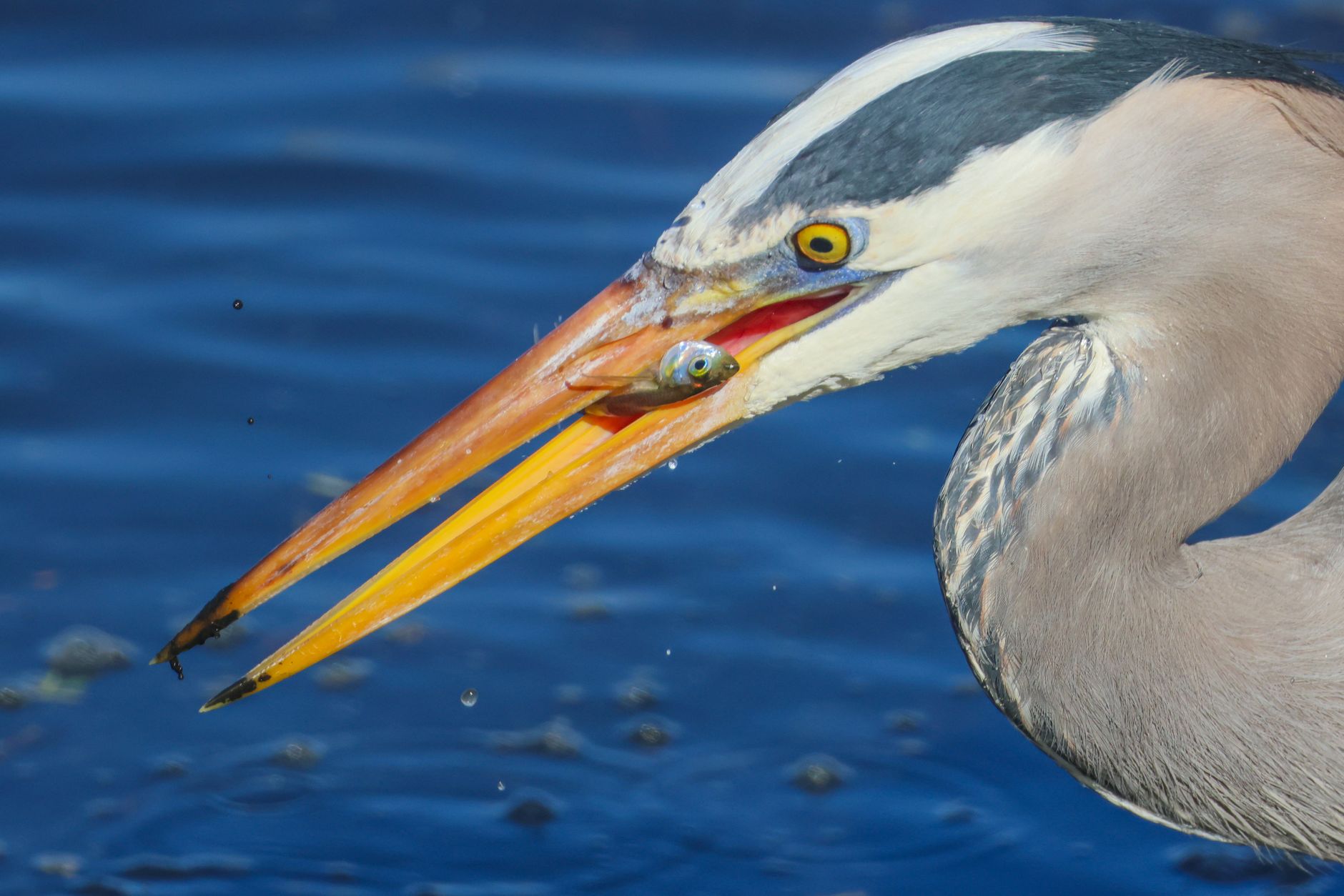 A Great Blue Heron skillfully catches fish in vibrant blue water, showcasing its hunting prowess.