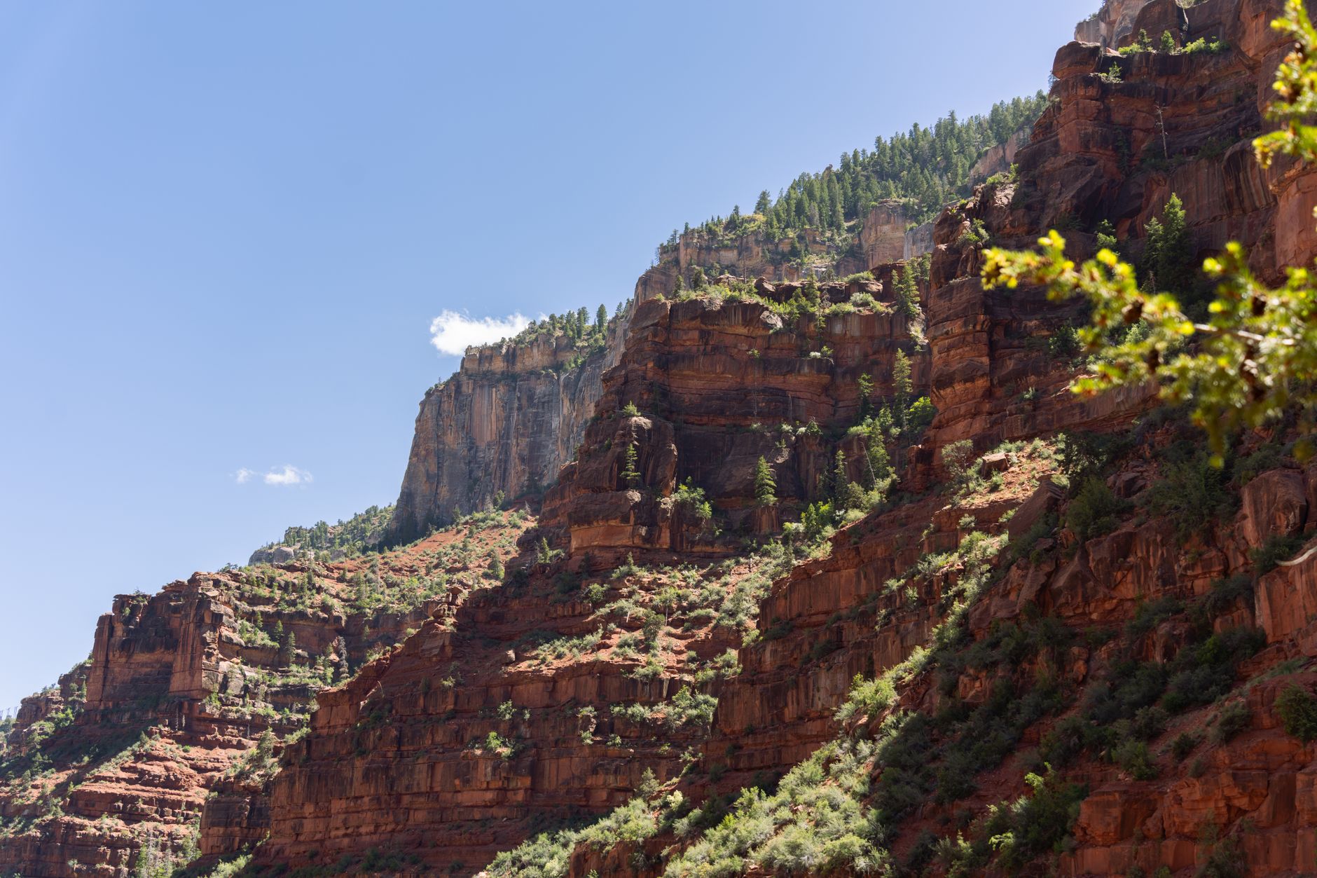 Vivid red cliffs and green foliage under a bright blue sky at Grand Canyon's North Rim.