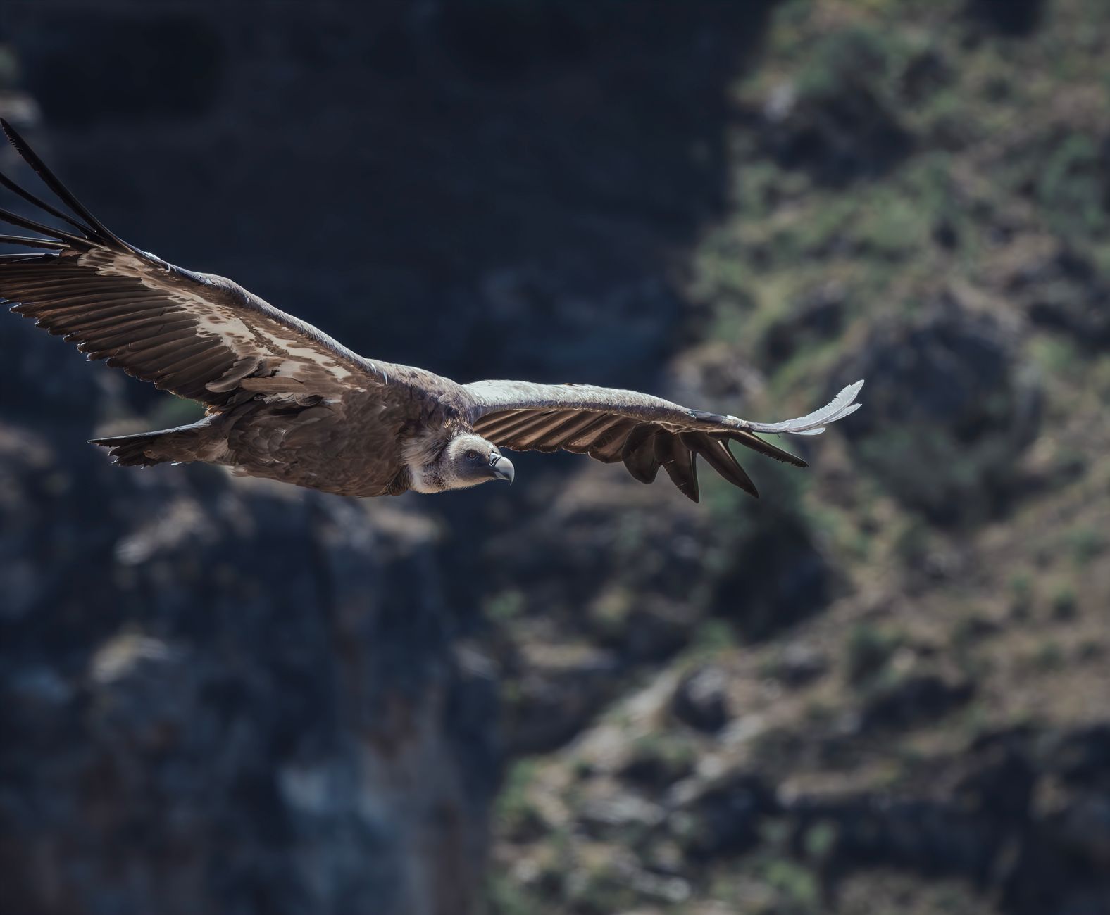 A vulture majestically soars through the sky over a rugged natural landscape.