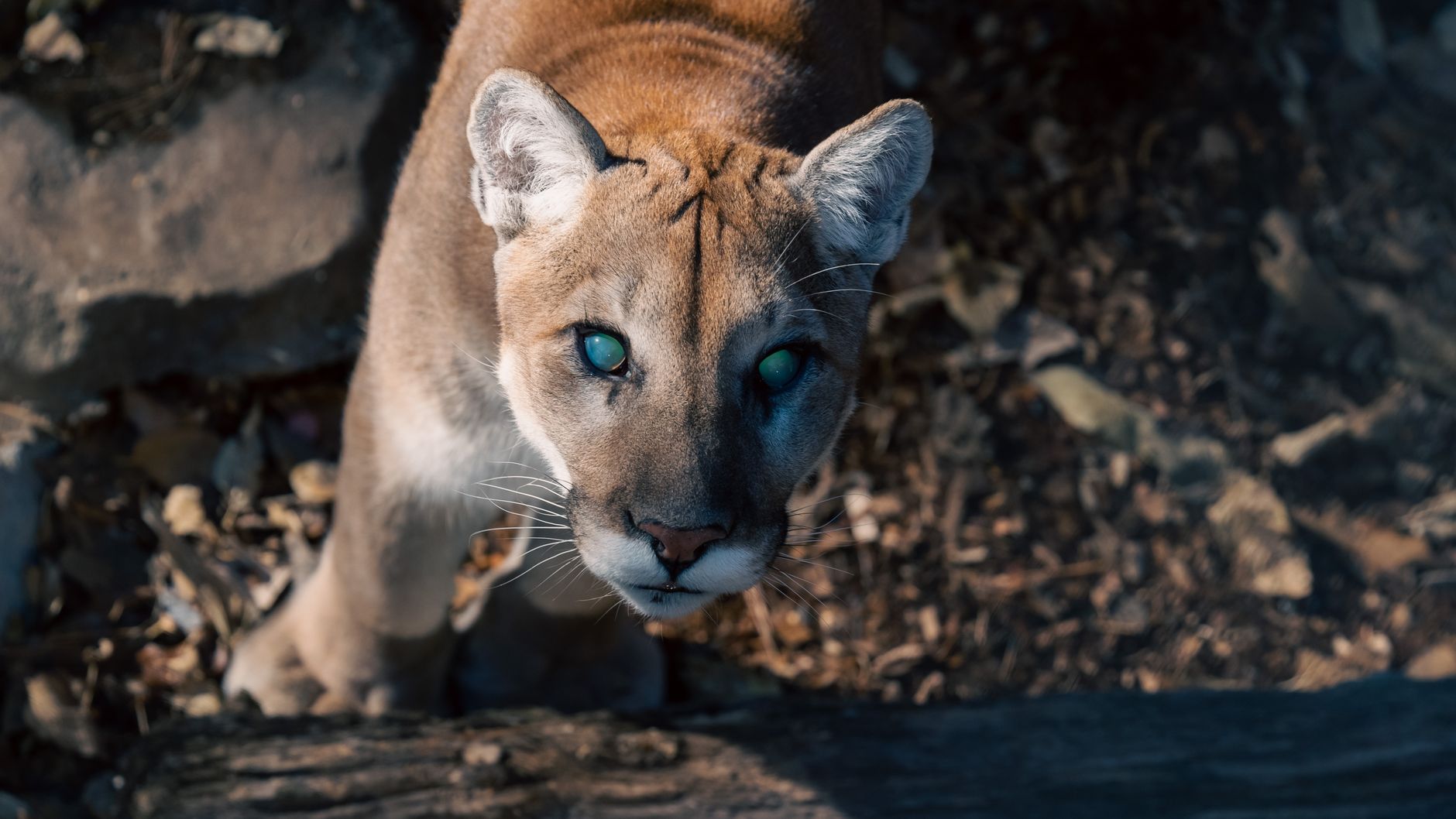 Wild mountain lion with striking eyes in its natural environment. Captured in daylight.