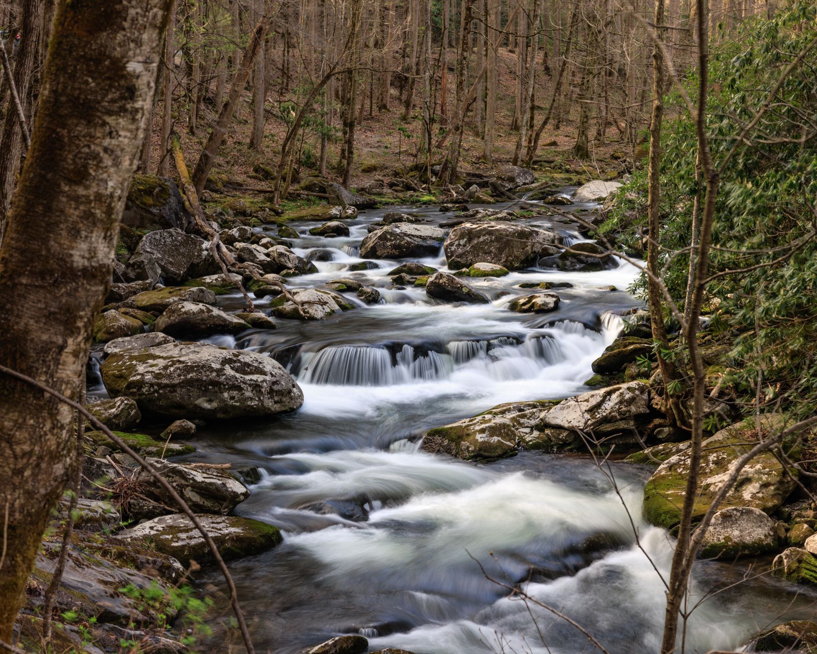 A tranquil creek cascades over rocks in a lush Tennessee forest, showcasing the beauty of nature.