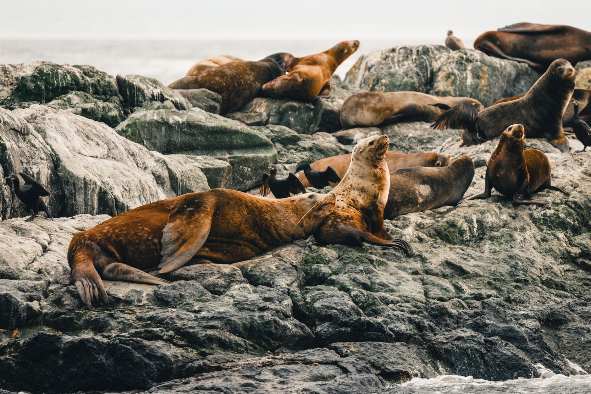 Group of sea lions resting on rugged rocks by the ocean shore, exuding tranquility.
