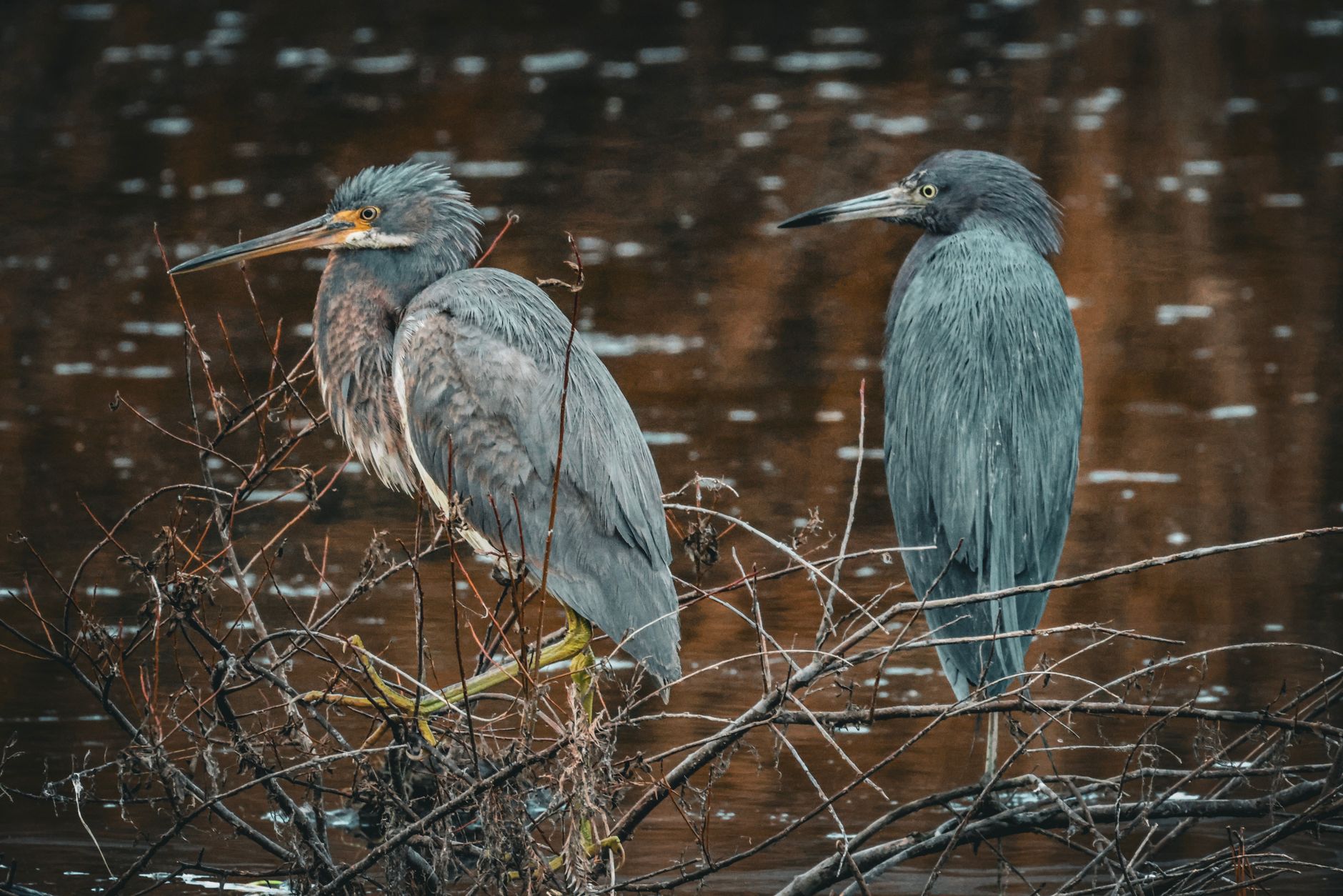 Two Little Blue Herons perched on branches by the water, showcasing nature's beauty in South Carolina.