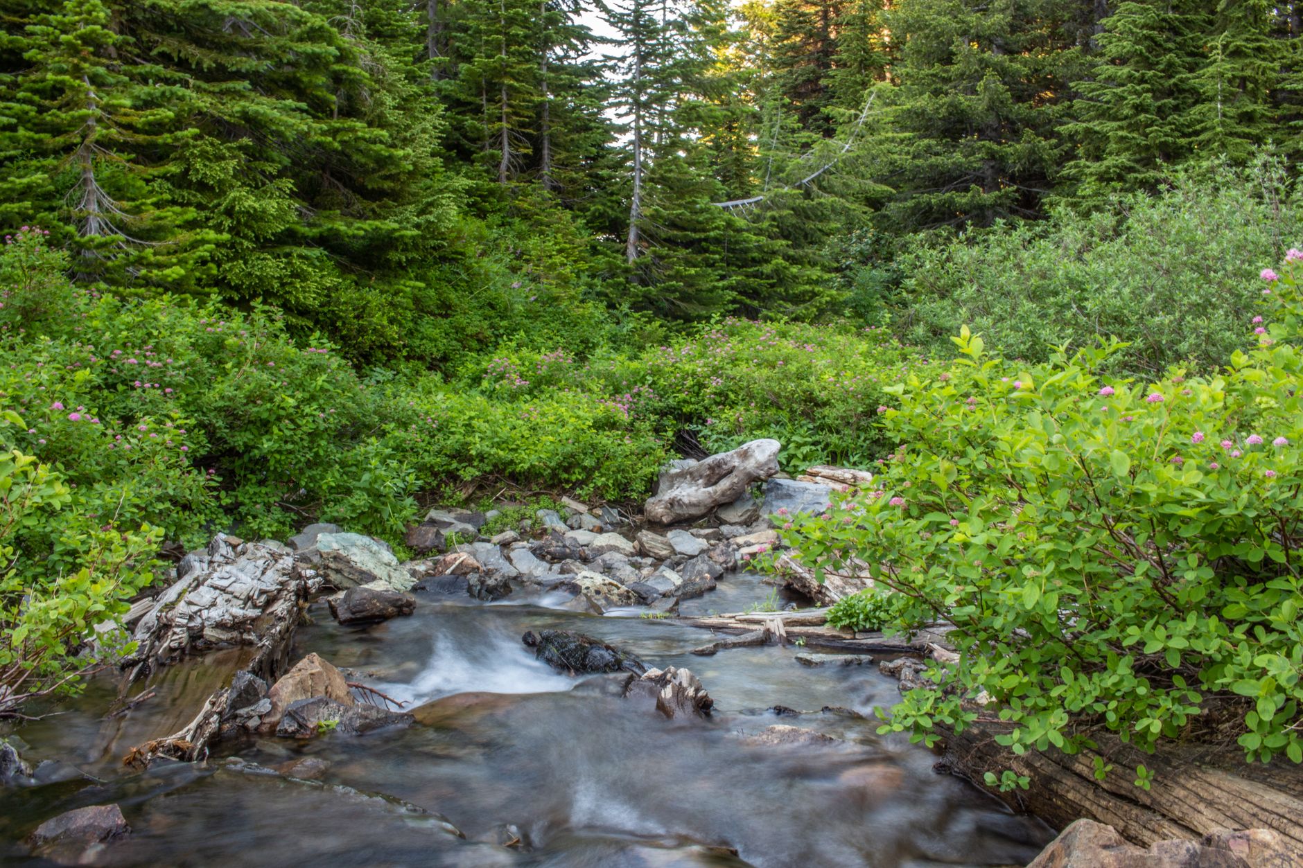 Tranquil creek flowing through a lush alpine forest with rocks and greenery.