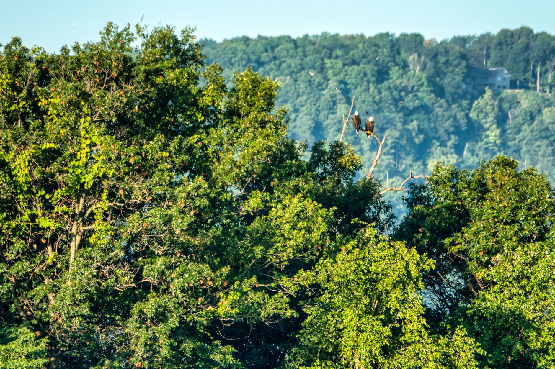 Two bald eagles perched on a tree amid lush greenery in Trempealeau, WI.