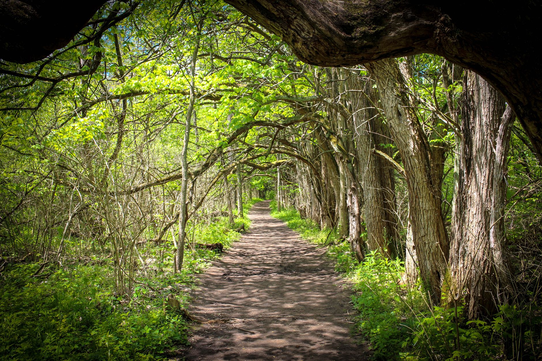 Serene forest path sheltered by arching trees, perfect for nature walks.