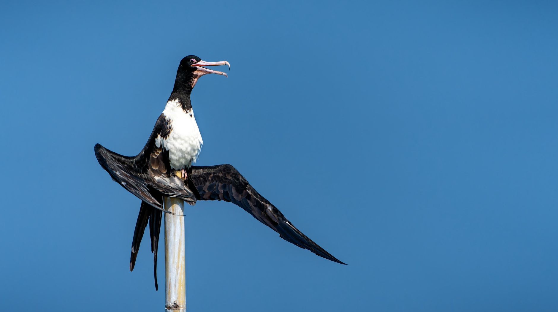 A magnificent frigatebird with wings spread perched on a post under a clear sky in Jakarta.
