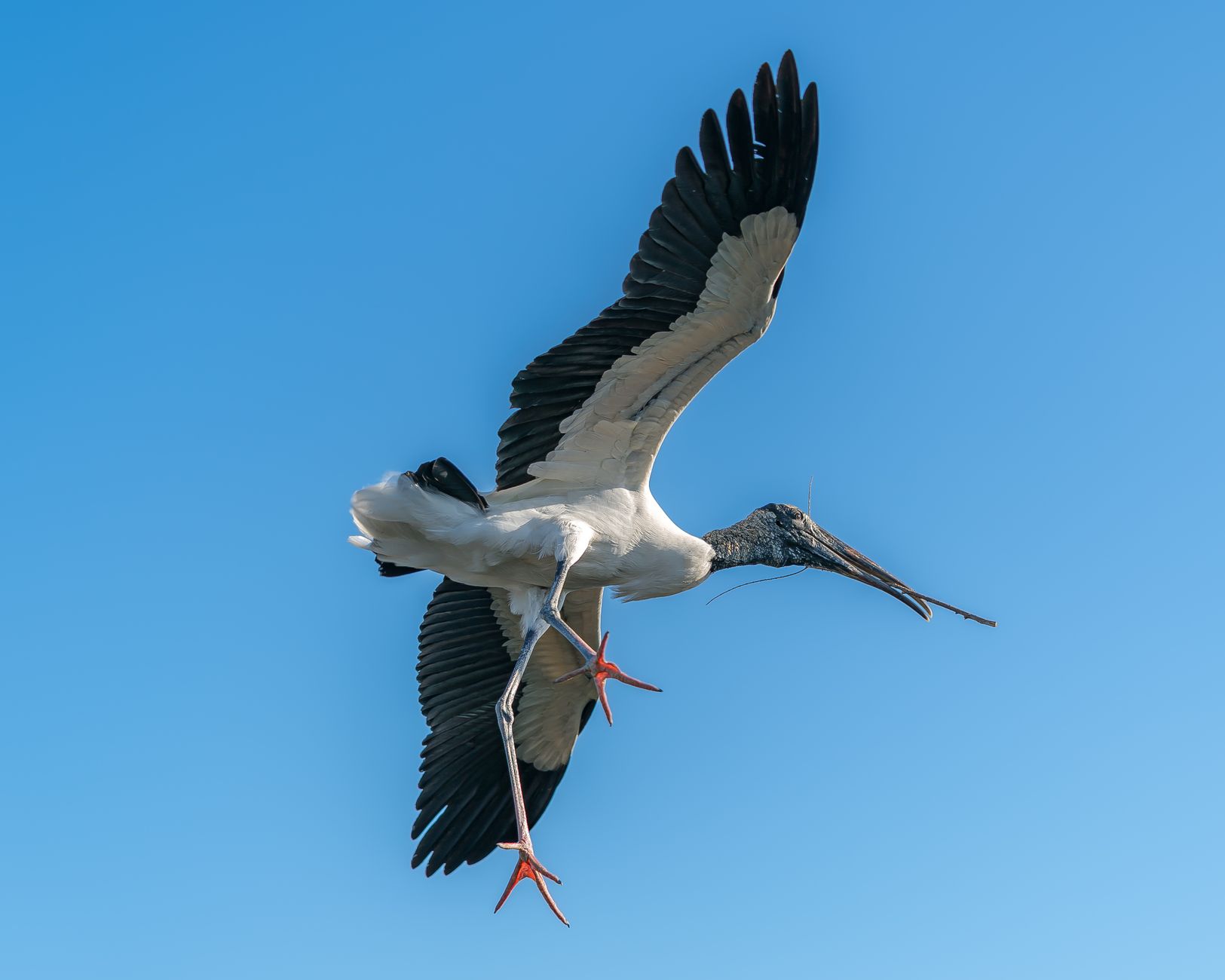 A magnificent wood stork captured mid-flight against a clear blue sky, showcasing elegant feathers.